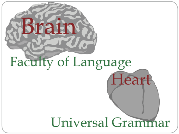 FLUG-BrainHeart FLUG-BrainHeart